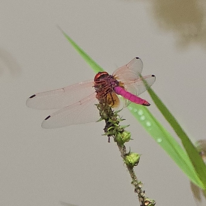 Crimson Marsh Glider