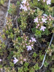 Thymus linearis, photograph (c) Sagnik Dutta Roy, some rights reserved (CC BY)
