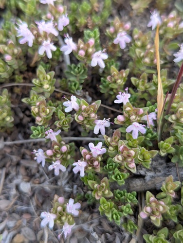 Thymus linearis, photograph 5