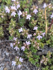 Thymus linearis, photograph (c) Sagnik Dutta Roy, some rights reserved (CC BY)