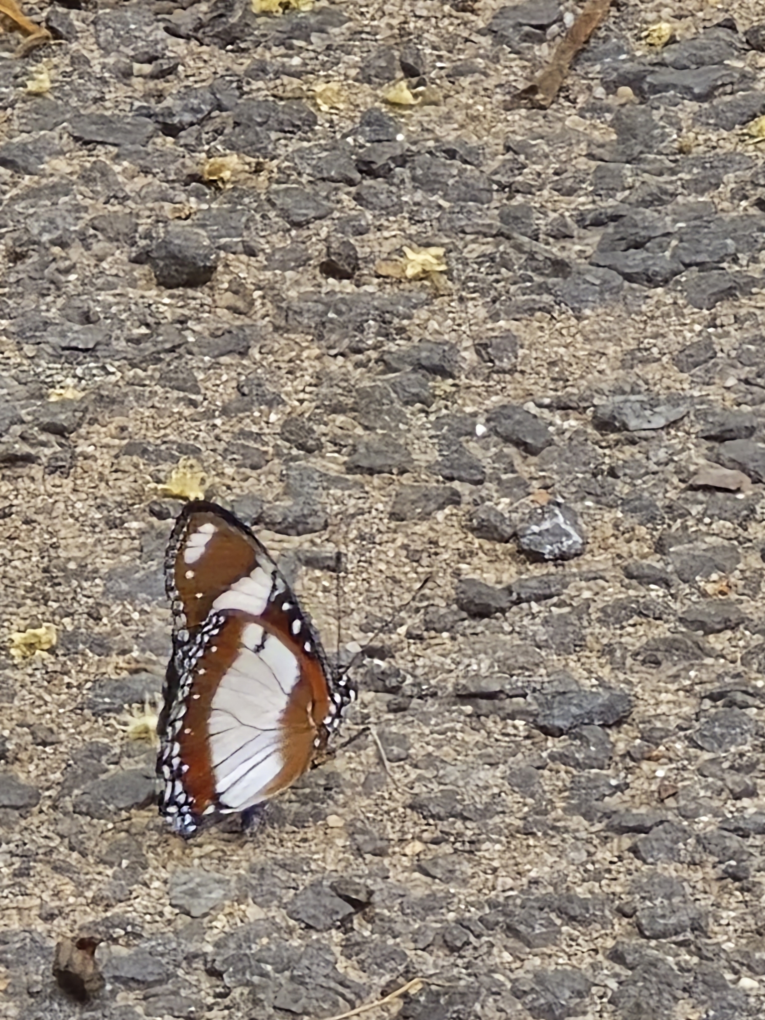 Danaid Eggfly