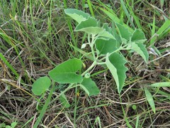 Physalis mollis