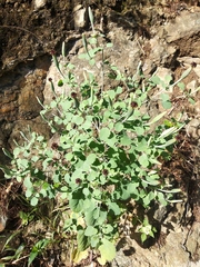Porophyllum ruderale macrocephalum