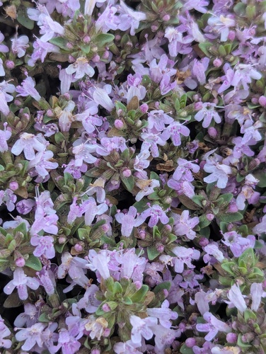 Thymus linearis, photograph 2