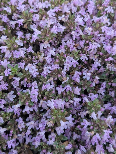 Thymus linearis, photograph 3
