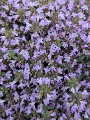 Thymus linearis, photograph (c) Sagnik Dutta Roy, some rights reserved (CC BY)