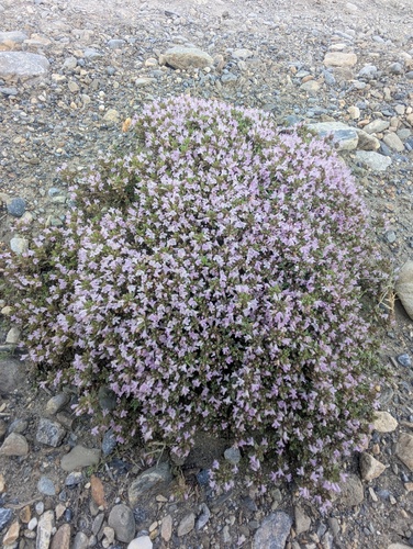 Thymus linearis, photograph 4