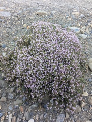 Thymus linearis, photograph (c) Sagnik Dutta Roy, some rights reserved (CC BY)