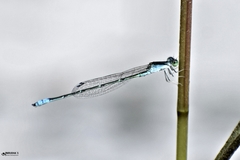 Pseudagrion spencei