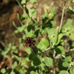 Porophyllum ruderale macrocephalum