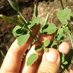 Porophyllum ruderale macrocephalum
