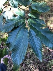 Castanea sativa