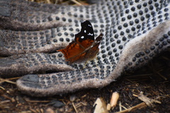 Hypanartia kefersteini