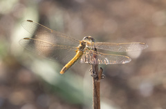 Sympetrum fonscolombii