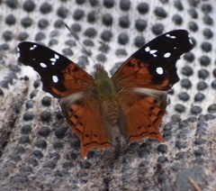 Hypanartia kefersteini