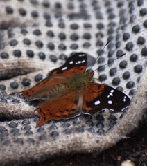 Hypanartia kefersteini