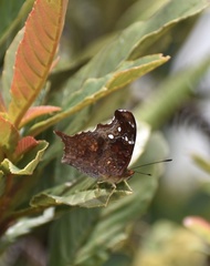 Hypanartia kefersteini