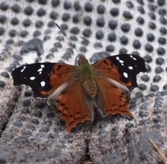 Hypanartia kefersteini