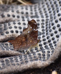 Hypanartia kefersteini