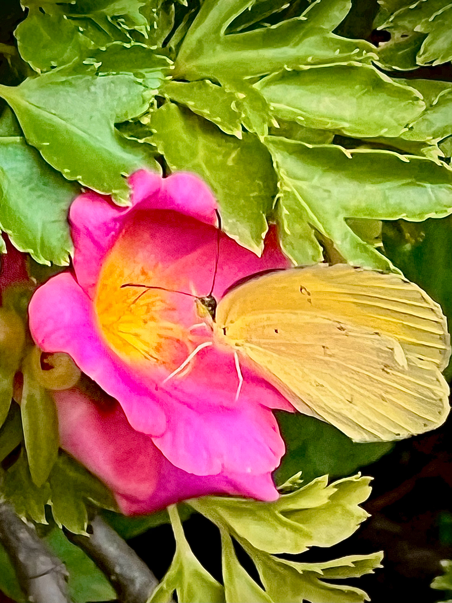 Common Grass Yellow
