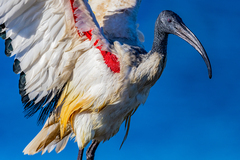 Sacred Ibis photo 5