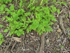 Geum virginianum