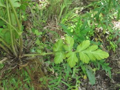 Geum virginianum