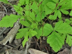 Geum virginianum