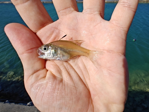 Humpback cardinalfish (Fibramia lateralis) — Apogonidae — 4