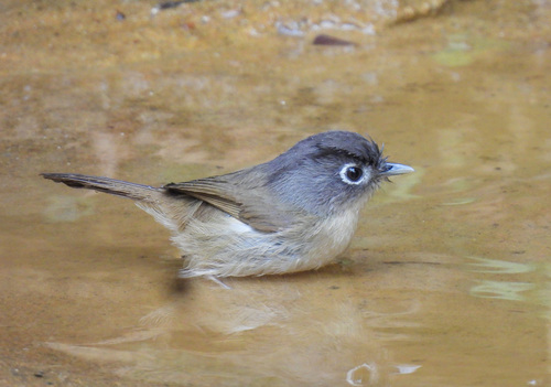 Nepal Fulvetta (Alcippe nipalensis), photo 1