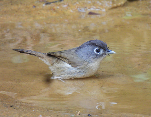 Nepal Fulvetta (Alcippe nipalensis), photo 2