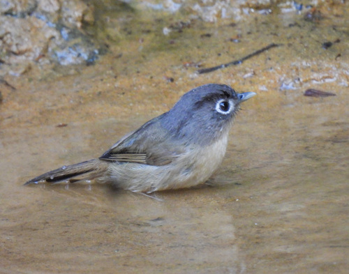 Nepal Fulvetta (Alcippe nipalensis), photo 4
