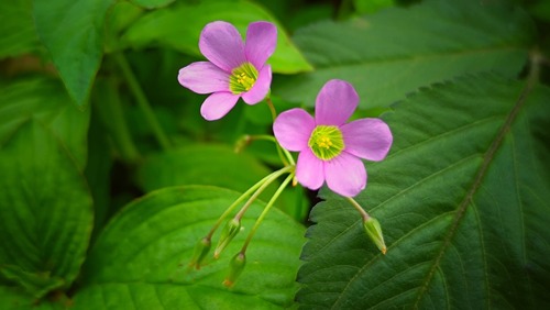 Garden pink-sorrel