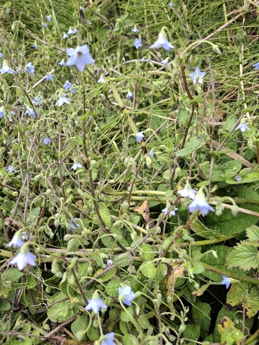 Borago pygmaea (Borago pygmaea)