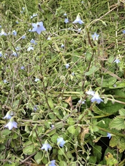 Borago pygmaea, photograph (c) Jennifer Woollin, some rights reserved (CC BY)