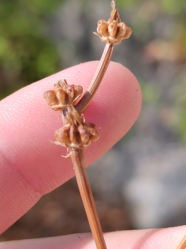 Crepis zacintha, photograph 4