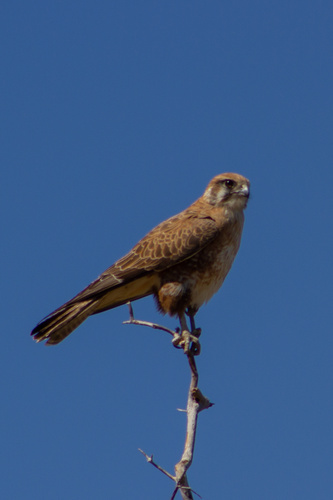 Brown Falcon