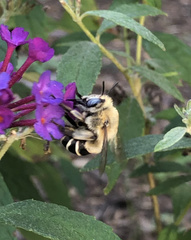 Anthophora walshii