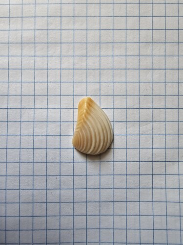 Crenocrassatella foveolata