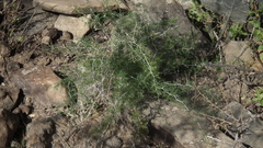 Asparagus suaveolens
