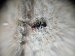Cephalotes kukulcan