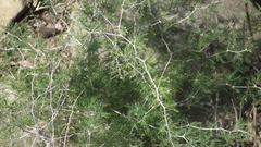 Asparagus suaveolens