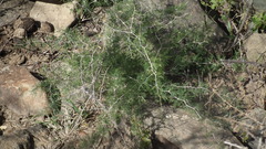 Asparagus suaveolens
