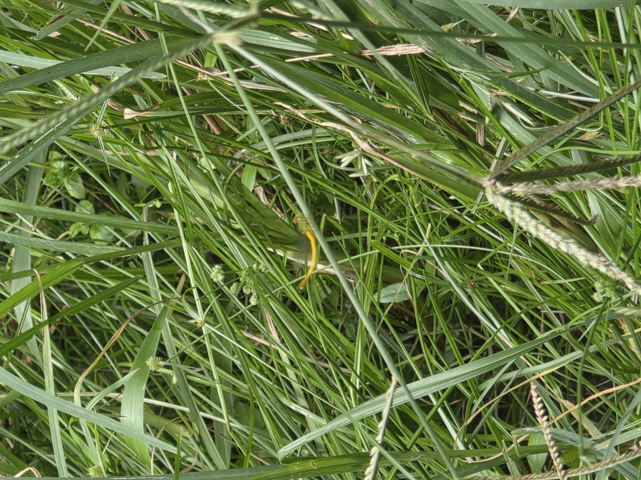 Coromandel Marsh Dart