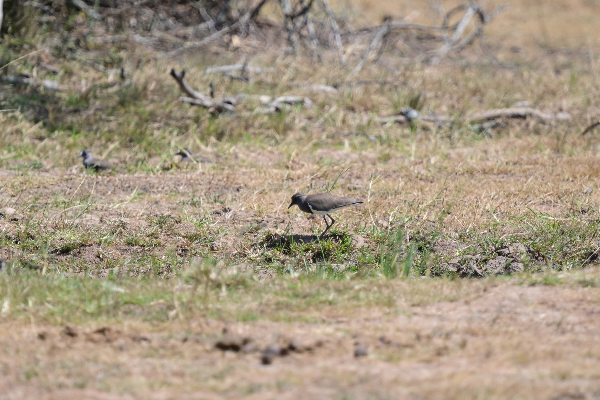 Senegal Lapwing (Vanellus lugubris), photo 1