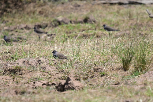 Senegal Lapwing (Vanellus lugubris), photo 4