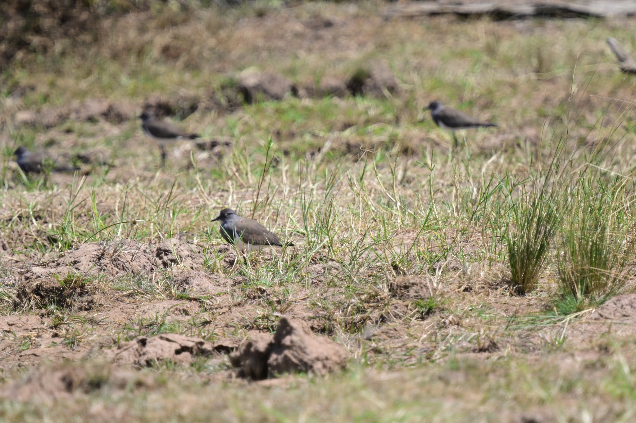 Senegal Lapwing (Vanellus lugubris), photo 2