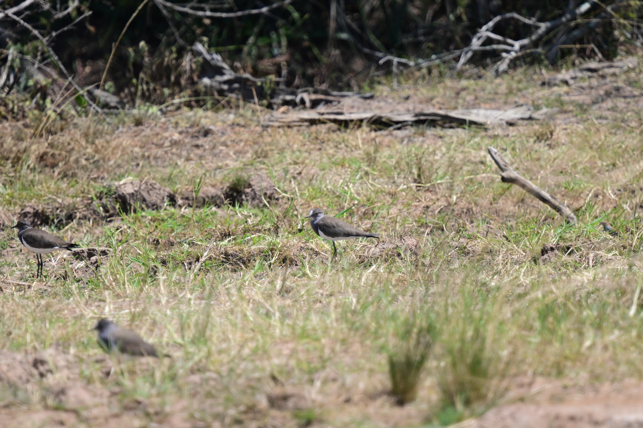 Senegal Lapwing (Vanellus lugubris), photo 3