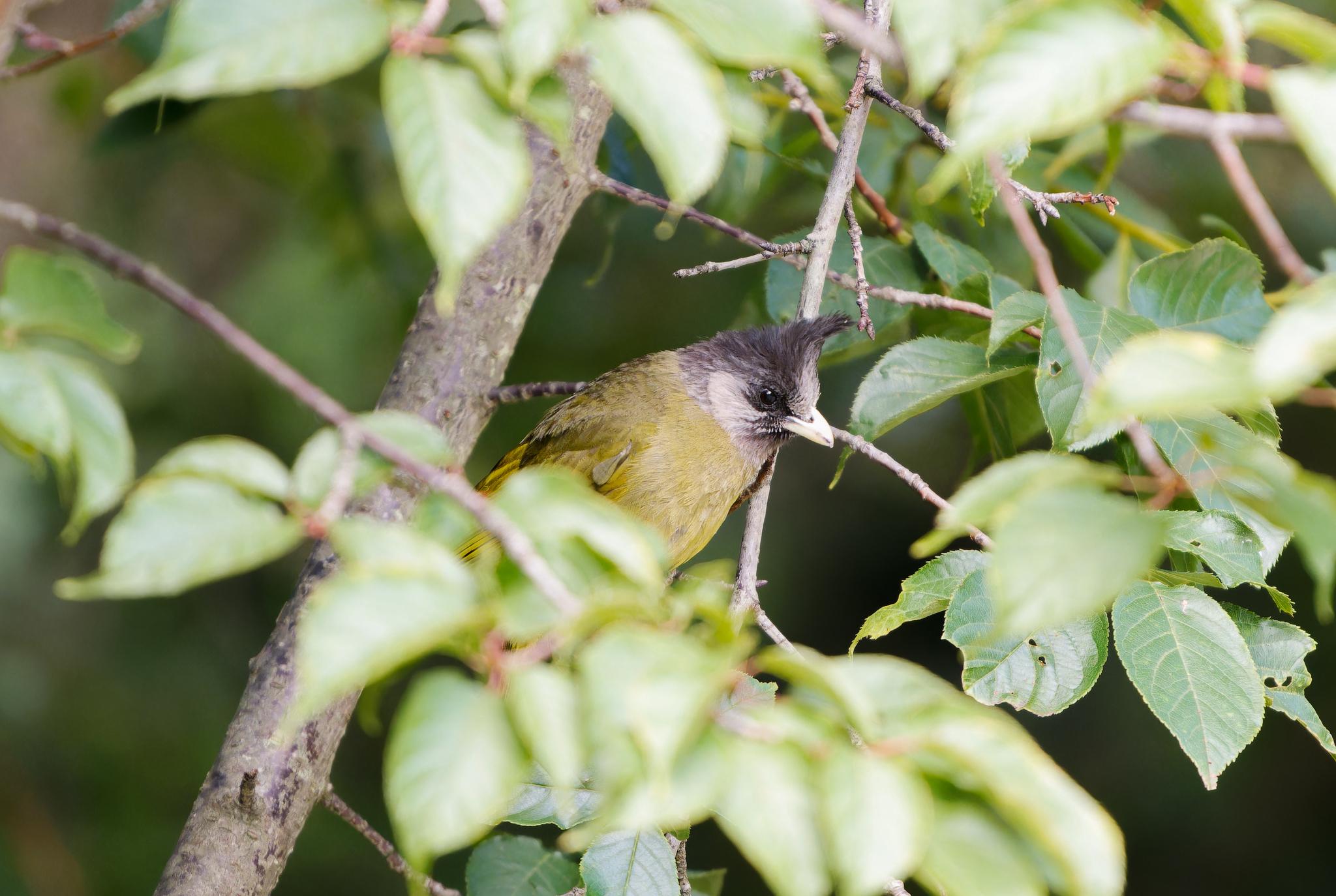 Crested Finchbill