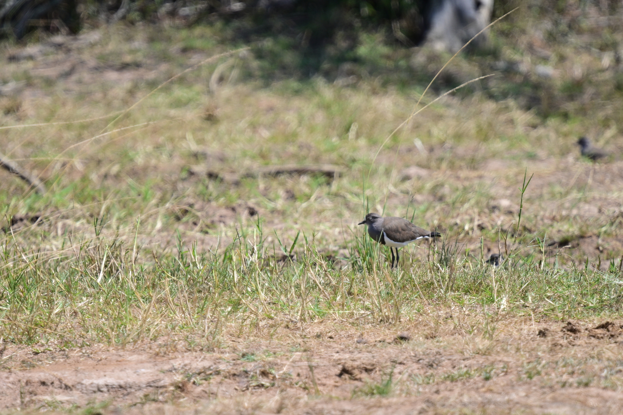 Senegal Lapwing (Vanellus lugubris), photo 4
